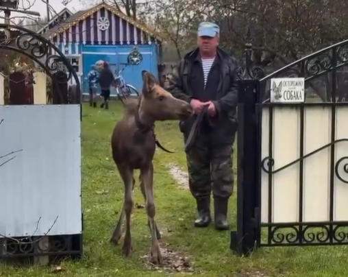 Ивановская «Легенда» перевезла спасённого лосёнка в калужский центр реабилитации
